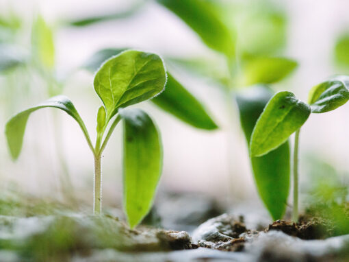 Planter de Nouveaux Arbres